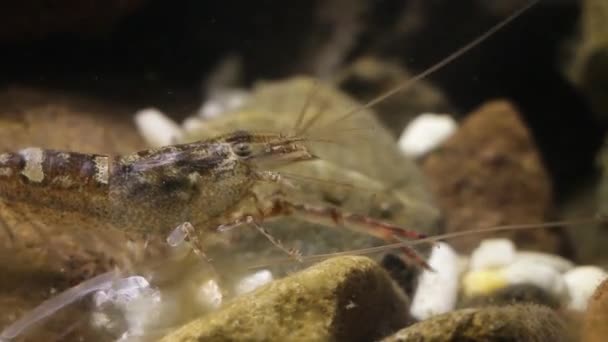 Mexican freshwater shrimp in laboratory fish tank — Stock Video