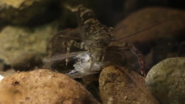 Mexican freshwater shrimp in laboratory fish tank — Stock Video