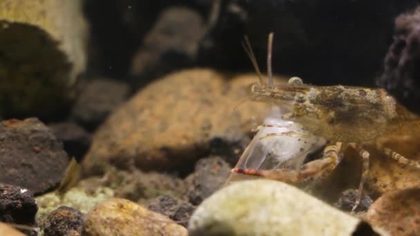 实验室鱼缸中的墨西哥淡水虾 — 图库视频影像