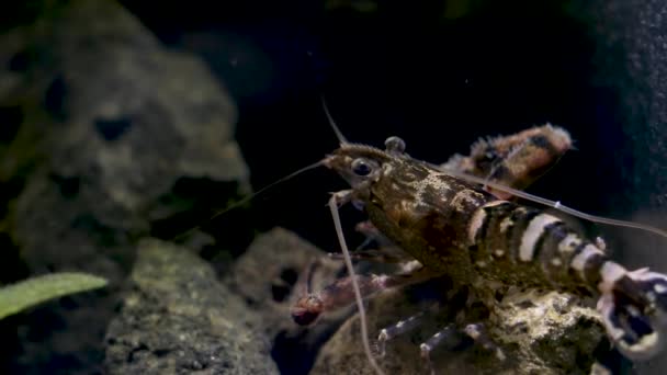 実験室の魚のタンクのメキシコの淡水エビ — ストック動画