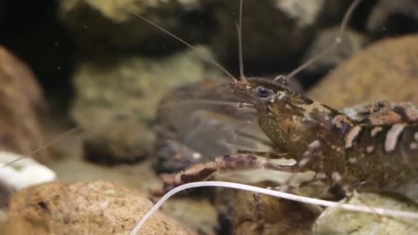 Μεξικάνικο γαρίδες γλυκού νερού στο εργαστήριο ψαριών ενυδρείο — Αρχείο Βίντεο