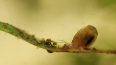 Veracruz bir nehirküçük planorbidae tatlı su salyangozu