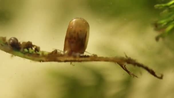 Malé Planorbidae sladkovodní hlemýždi v řece Veracruz — Stock video