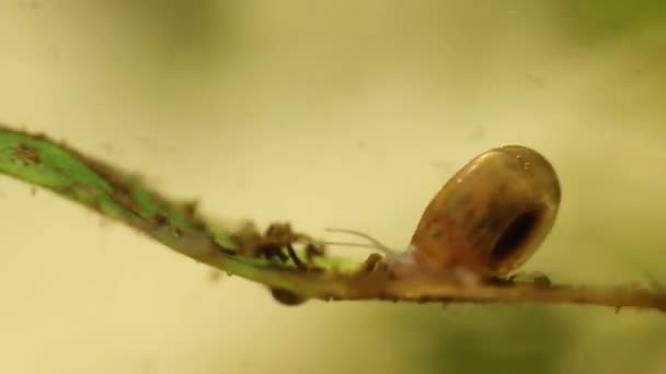 Petite escargot d'eau douce planorbidae dans une rivière à Veracruz — Video