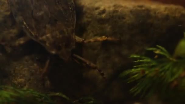 Belostomatid vodní brouk lov žabáků — Stock video