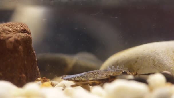 Belostomatid water bug jacht op kikker kikkers — Stockvideo