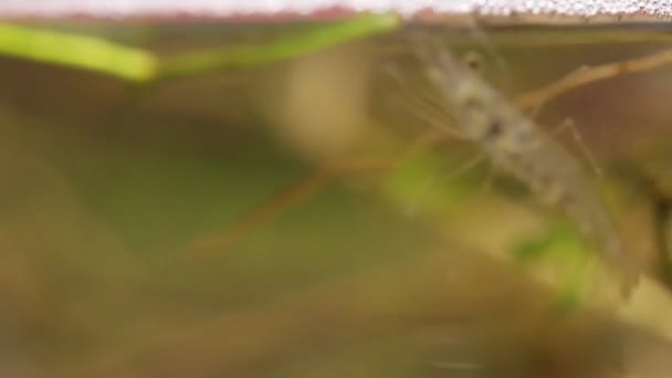 Caccia messicana di gamberetti d'acqua dolce in un laghetto / serbatoio di pesce di laboratorio — Video Stock