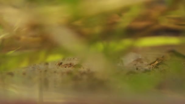 Мексиканська прісноводної креветки полювання в ставку/лабораторний рибний бак — стокове відео