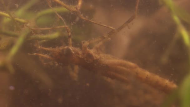 Larva damselfly bersembunyi di air keruh — Stok Video