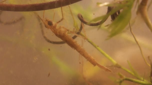 Larva de damselfly escondida en aguas turbias — Vídeos de Stock