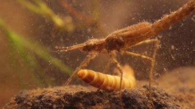 Damselfly perisi (Ischnura denticolis) yemek kurdu larvaları (Tenebrio molitor), , meksika odonata