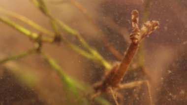 damselfly larva bulanık suda gizleme
