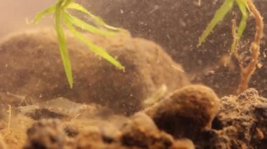 Bir gölet / laboratuvar balık tankı Meksika tatlı su karides avcılık