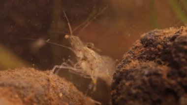 Bir gölet / laboratuvar balık tankı Meksika tatlı su karides avcılık