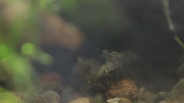 Meksika tatlı su karides canlı küçük balık yeme