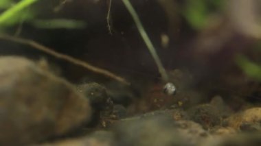 Meksika tatlı su karides canlı küçük balık yeme