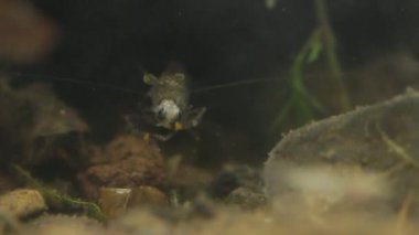 Meksika tatlı su karides canlı küçük balık yeme