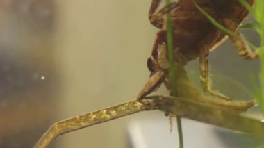 belostomatid su böceği bir yusufçuk larva yeme