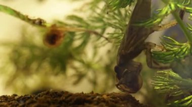 belostomatid su böceği bir planorbe salyangoz yeme