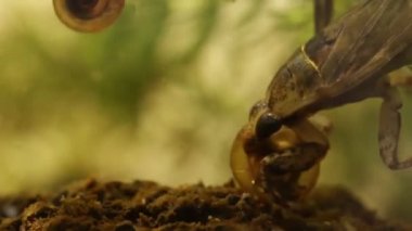 belostomatid su böceği bir planorbe salyangoz yeme