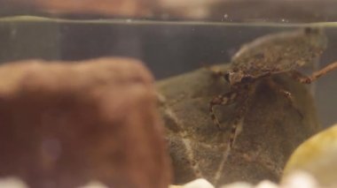 kurbağa kurbağa yavruları için belostomatid su böcek avcılık