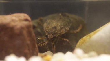 kurbağa kurbağa yavruları için belostomatid su böcek avcılık