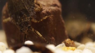 kurbağa kurbağa yavruları için belostomatid su böcek avcılık