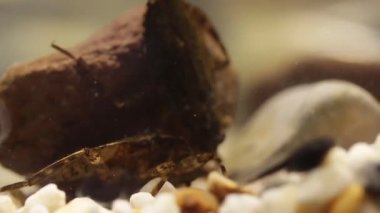 kurbağa kurbağa yavruları için belostomatid su böcek avcılık