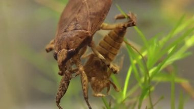 belostomatid su böceği bir yusufçuk larva yeme