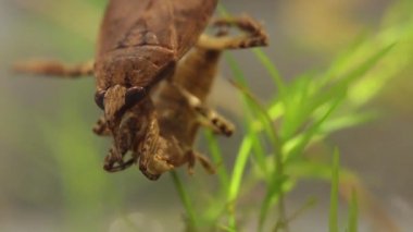 belostomatid su böceği bir yusufçuk larva yeme