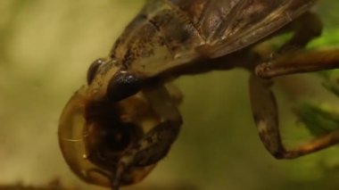 belostomatid su böceği bir planorbe salyangoz yeme