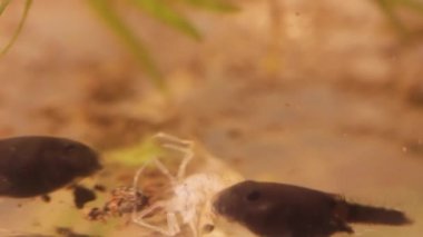 Ölü karides yiyen siyah iribaş