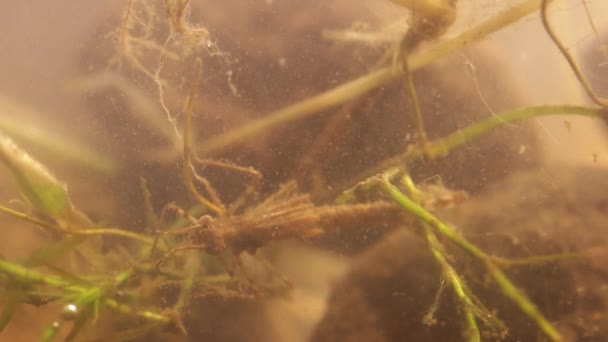 Damselfly larva hiding in murky water — Stock Video