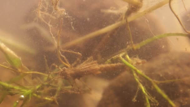 Larva de damselfly escondida en aguas turbias — Vídeos de Stock