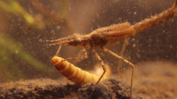 Damselfly Nimf Ischnura Denticolis Het Eten Van Een Meelworm Larven — Stockvideo