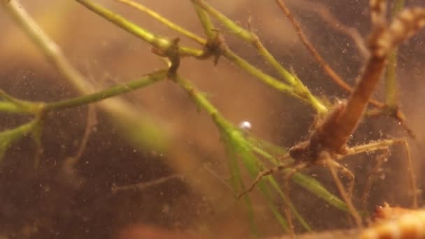 Damselfly larva bulanık suda gizleme — Stok video