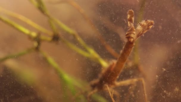 Larve de demoiselle se cachant dans l'eau trouble — Video