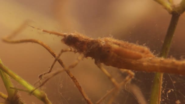 Larve de demoiselle se cachant dans l'eau trouble — Video