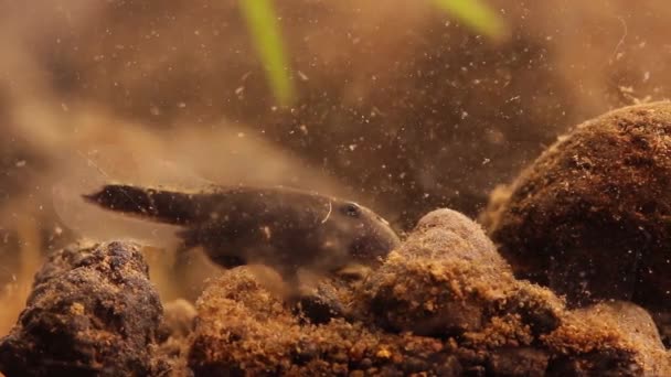 Μεξικανικές γαρίδες γλυκού νερού κυνήγι σε μια λίμνη/εργαστήριο ψαριών δεξαμενή — Αρχείο Βίντεο