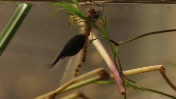 Damselfly nymph getting attacked by black tadpoles — Stock Video