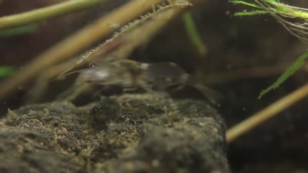 Camarão de água doce mexicano comendo peixe pequeno vivo — Vídeo de Stock