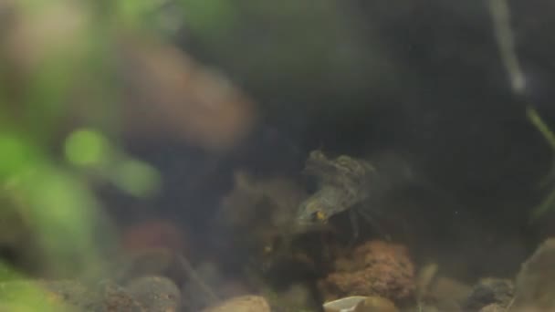 Mexican freshwater shrimp eating little fish alive — Stock Video