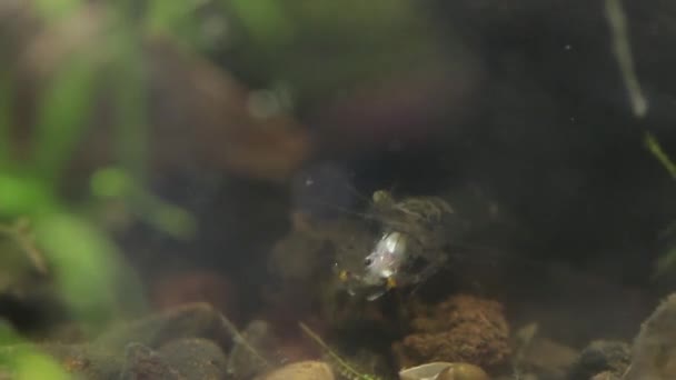Μεξικάνικες γαρίδες γλυκού νερού που τρώνε μικρά ψάρια ζωντανά — Αρχείο Βίντεο