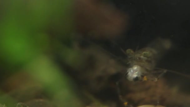 Мексиканские пресноводные креветки едят маленьких рыбок живьем — стоковое видео