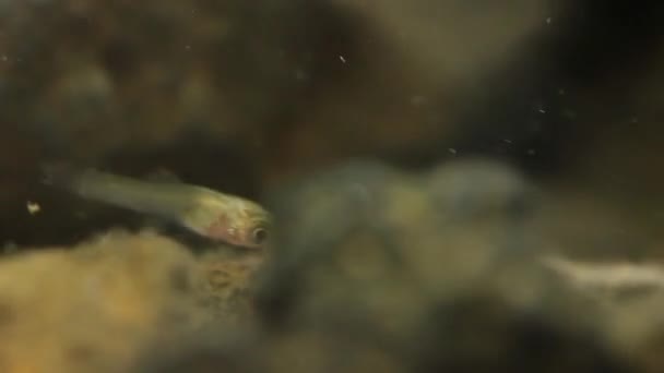 Kleine Babyfische schwimmen im Teich herum — Stockvideo