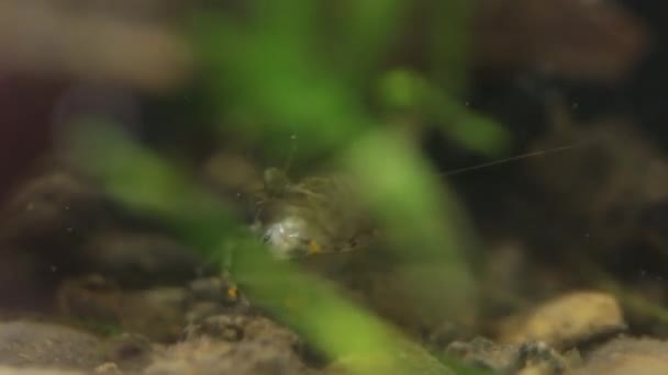 Camarão de água doce mexicano comendo peixe pequeno vivo — Vídeo de Stock