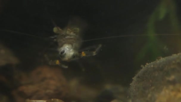 Que Comen Los Peces De Agua Dulce
