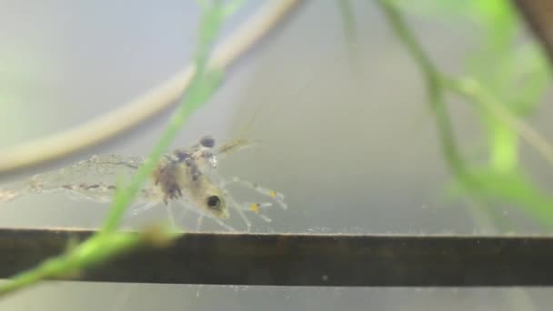 Mexican freshwater shrimp eating little fish alive — Stock Video