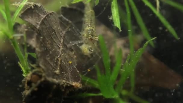 Camarão de água doce mexicano comendo peixe pequeno vivo — Vídeo de Stock