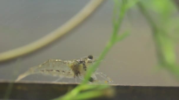 Crevettes d'eau douce mexicaines mangeant des petits poissons vivants — Video